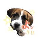 ジャックラッセルテリア＊nicoちゃん❷（個別スタンプ：5）