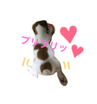 ジャックラッセルテリア＊nicoちゃん❷（個別スタンプ：7）