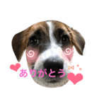 ジャックラッセルテリア＊nicoちゃん❷（個別スタンプ：8）