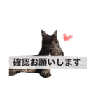 仕事に使える吹き出し集ー犬猫ー（個別スタンプ：1）