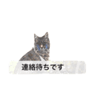 仕事に使える吹き出し集ー犬猫ー（個別スタンプ：6）