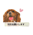 仕事に使える吹き出し集ー犬猫ー（個別スタンプ：9）