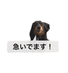 仕事に使える吹き出し集ー犬猫ー（個別スタンプ：11）