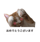 仕事に使える吹き出し集ー犬猫ー（個別スタンプ：12）