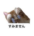 仕事に使える吹き出し集ー犬猫ー（個別スタンプ：13）