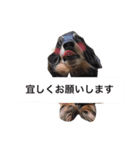 仕事に使える吹き出し集ー犬猫ー（個別スタンプ：14）