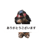 仕事に使える吹き出し集ー犬猫ー（個別スタンプ：15）
