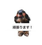仕事に使える吹き出し集ー犬猫ー（個別スタンプ：16）