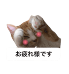 仕事に使える吹き出し集ー犬猫ー（個別スタンプ：17）
