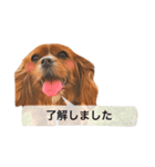 仕事に使える吹き出し集ー犬猫ー（個別スタンプ：18）