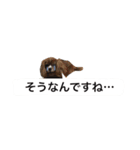 仕事に使える吹き出し集ー犬猫ー（個別スタンプ：19）