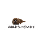 仕事に使える吹き出し集ー犬猫ー（個別スタンプ：20）