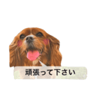 仕事に使える吹き出し集ー犬猫ー（個別スタンプ：21）