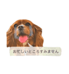 仕事に使える吹き出し集ー犬猫ー（個別スタンプ：22）
