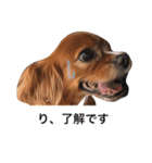 仕事に使える吹き出し集ー犬猫ー（個別スタンプ：23）