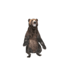 Grizzly Bear for Chat II（個別スタンプ：1）