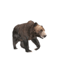 Grizzly Bear for Chat II（個別スタンプ：4）