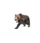 Grizzly Bear for Chat II（個別スタンプ：8）