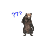 Grizzly Bear for Chat II（個別スタンプ：11）