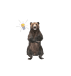 Grizzly Bear for Chat II（個別スタンプ：12）