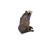 Grizzly Bear for Chat II（個別スタンプ：16）