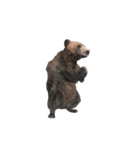 Grizzly Bear for Chat II（個別スタンプ：24）
