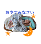 こっとん100％②（個別スタンプ：3）