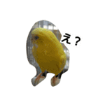 インコのリリーたん（個別スタンプ：14）