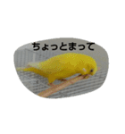 インコのリリーたん（個別スタンプ：17）