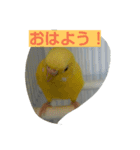 インコのリリーたん（個別スタンプ：19）