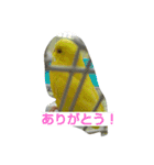 インコのリリーたん（個別スタンプ：36）