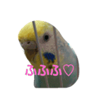 インコのぴぃたん（個別スタンプ：6）