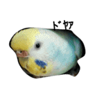 インコのぴぃたん（個別スタンプ：11）