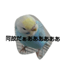 インコのぴぃたん（個別スタンプ：19）