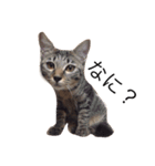 かわいい猫ちゃん（個別スタンプ：1）
