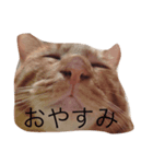 かわいい猫ちゃん（個別スタンプ：2）