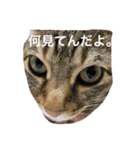 猫の独り言（個別スタンプ：1）