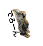 猫の独り言（個別スタンプ：2）