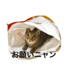 猫の独り言（個別スタンプ：3）
