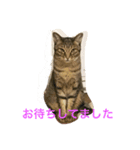 猫の独り言（個別スタンプ：4）
