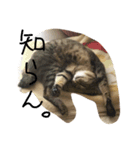 猫の独り言（個別スタンプ：5）