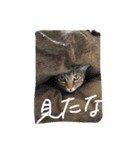 猫の独り言（個別スタンプ：7）