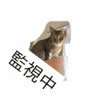 猫の独り言（個別スタンプ：8）