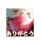 薔薇の花♡アソート2_挨拶メッセージ（個別スタンプ：3）