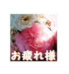 薔薇の花♡アソート2_挨拶メッセージ（個別スタンプ：4）