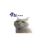 The Cat and kitten (TH)（個別スタンプ：1）