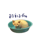 The Cat and kitten (TH)（個別スタンプ：4）