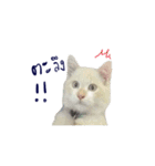 The Cat and kitten (TH)（個別スタンプ：5）
