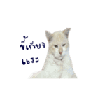 The Cat and kitten (TH)（個別スタンプ：12）