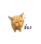 The Cat and kitten (TH)（個別スタンプ：14）